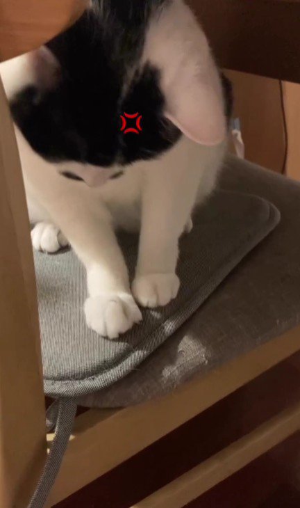 座布団を引っかく猫