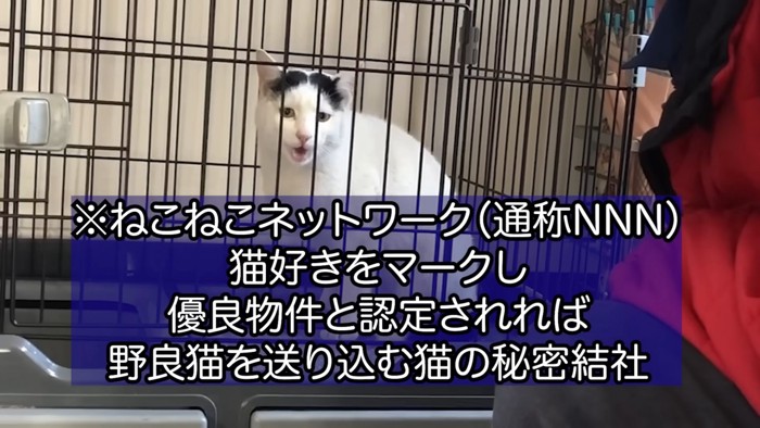 ケージの中で鳴く猫