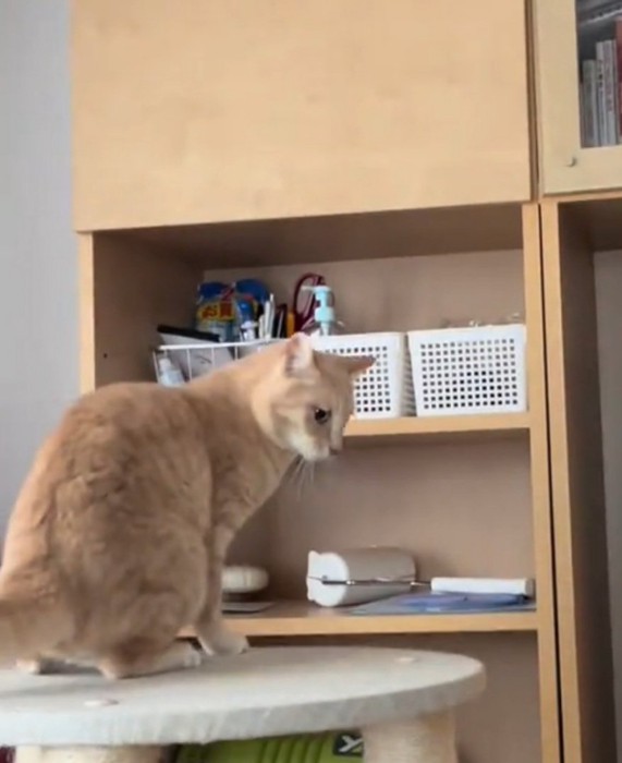 落ちた猫を見る茶トラ猫