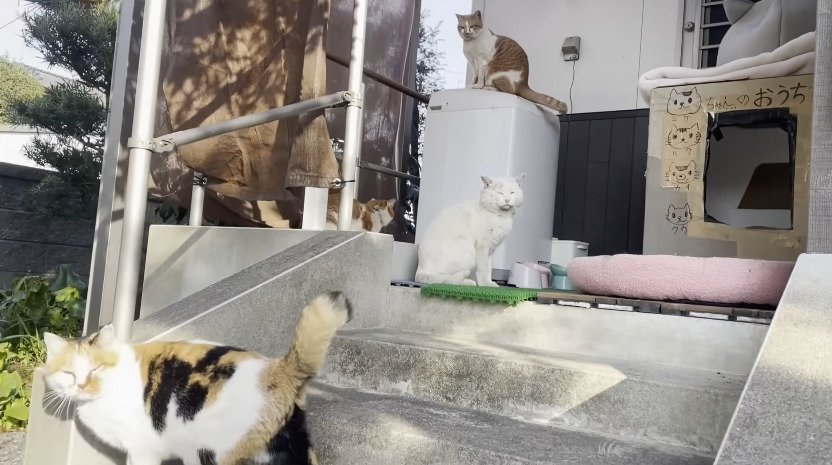 ハウスの周りにいる4匹の猫たち
