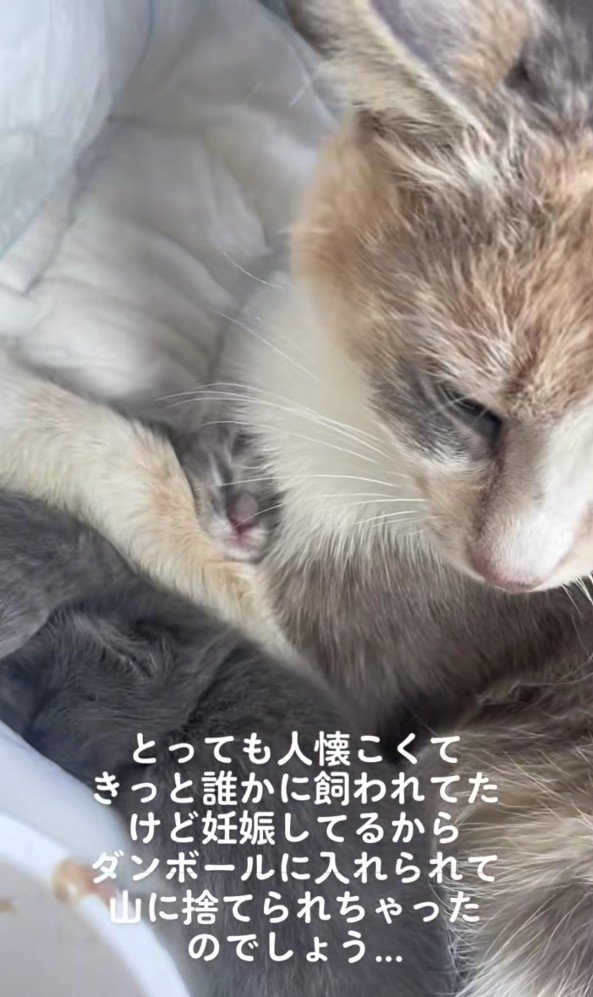 母猫と子猫