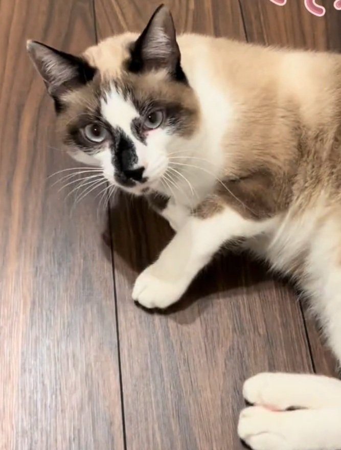 カメラ目線のとろろちゃん