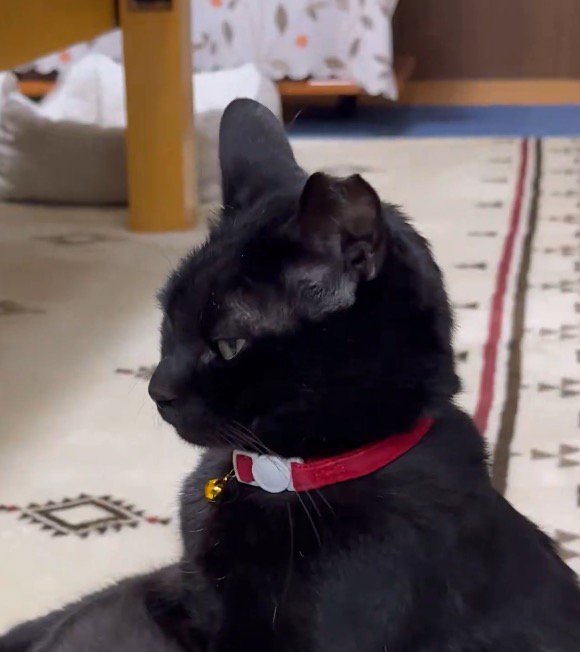 遠くを見つめる猫