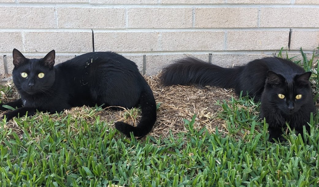 庭にいる2匹の黒猫