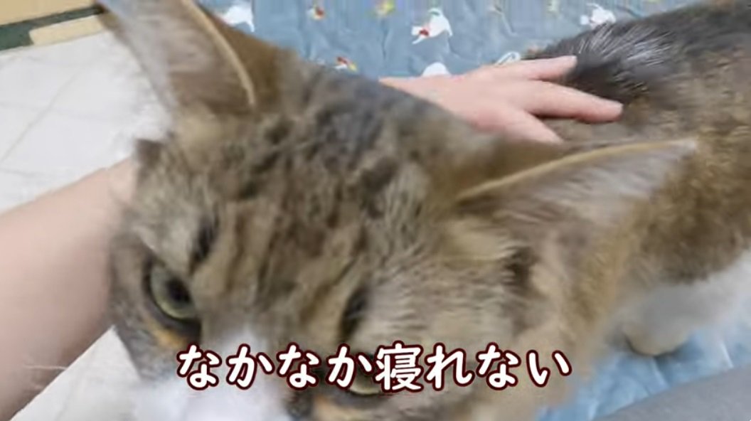 %背中を撫でられているノルウェージャンフォレストキャット