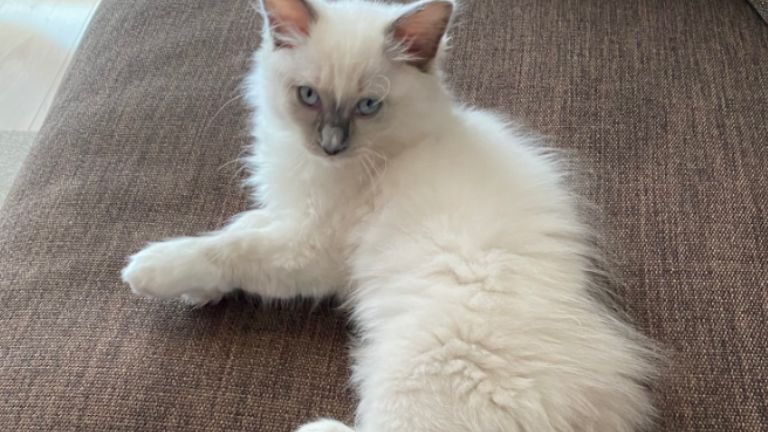 室内にいる子猫