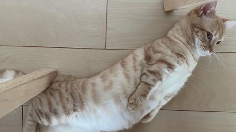 床に寝転がる猫