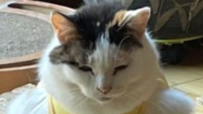 エリザベスウェアを着た猫