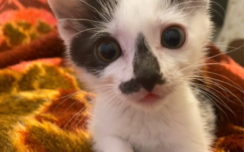 子猫時代のダイフクくん