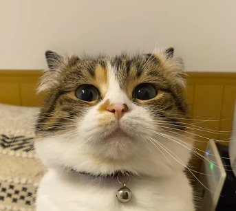 飼い主を凝視する猫