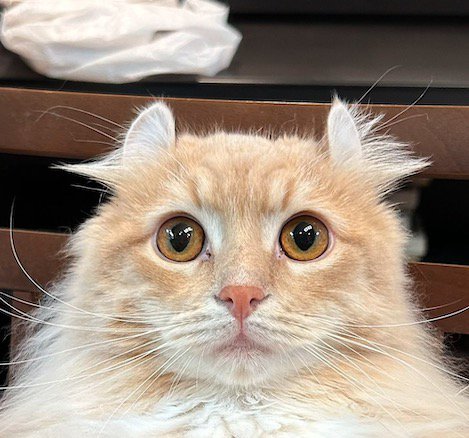 飼い主を見つめる猫の顔