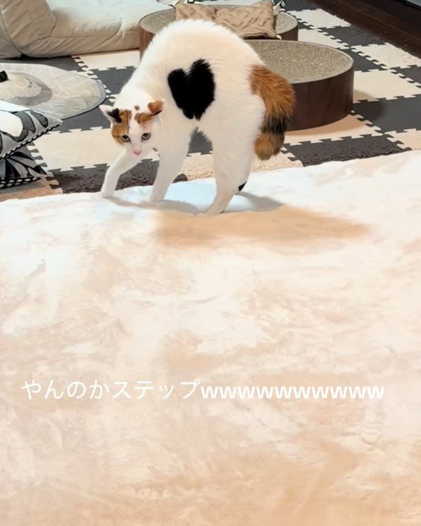 完全に警戒モードに入った猫