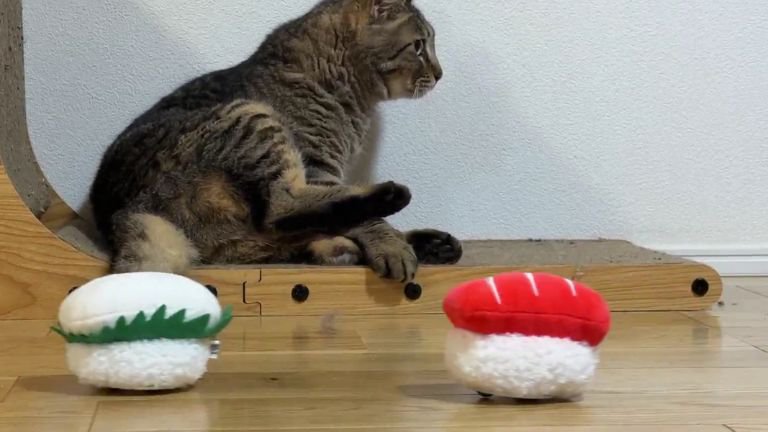 猫とお寿司