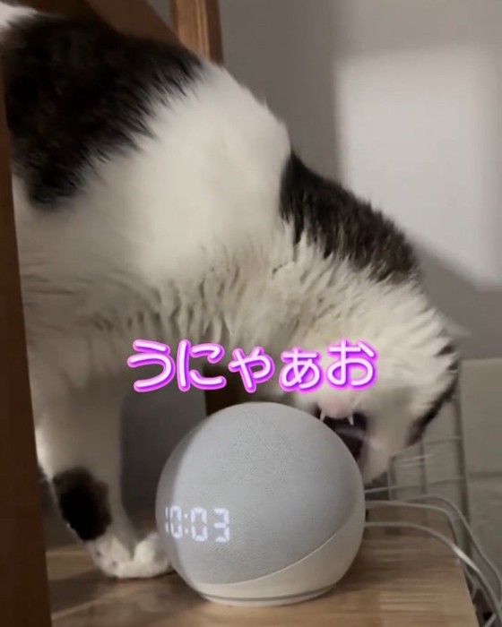 音声アシスタントに噛みつくノアくん