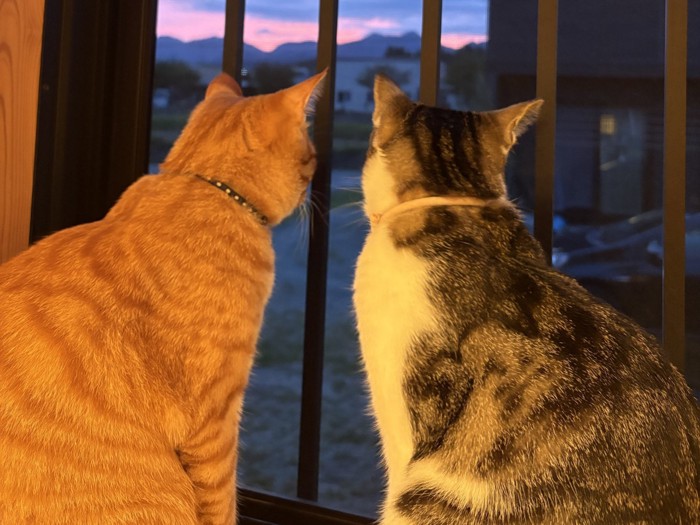 外を見る2匹の猫