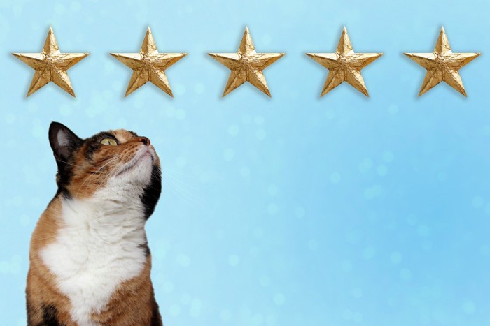 5つ星を見上げる猫