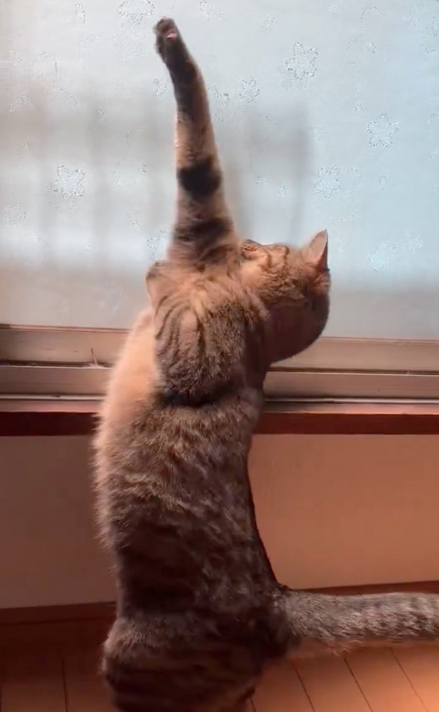 半回転して伸びる猫