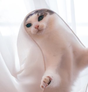 レースカーテンを被った猫の顔アップ