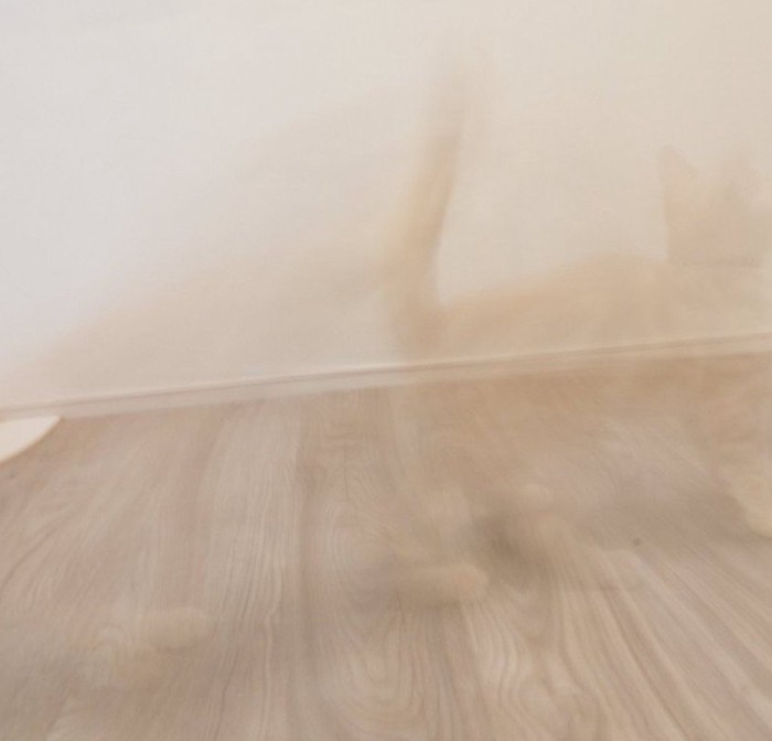 猫の残像（アップ）