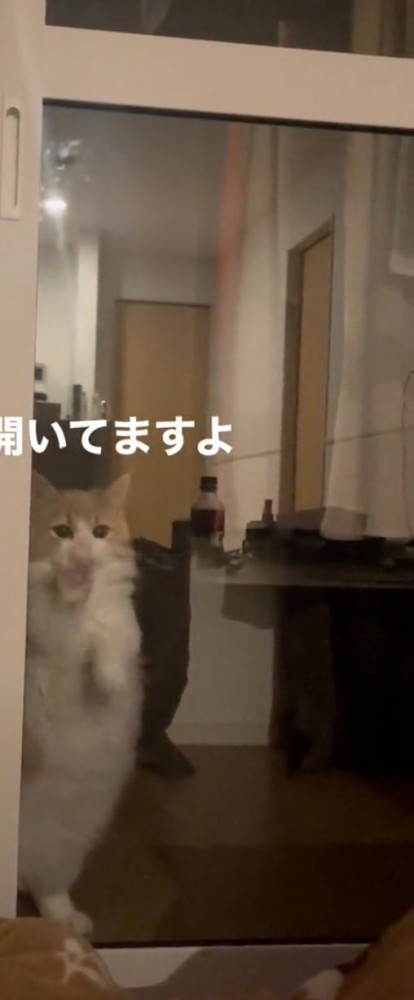 扉をひっかく猫