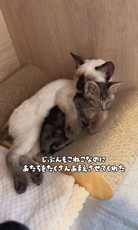 子猫を抱きしめる先輩猫