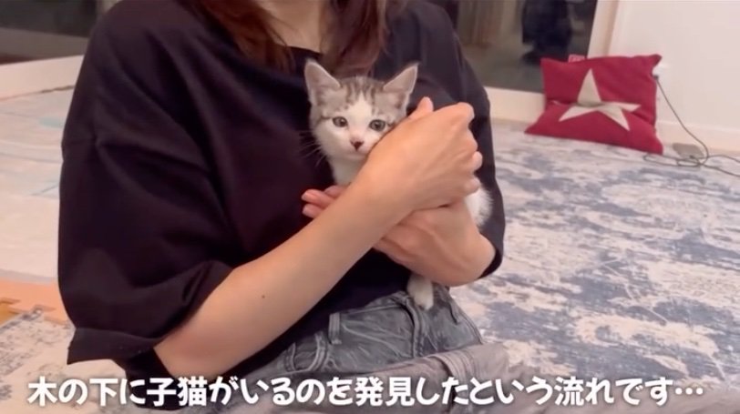 抱っこされる子猫