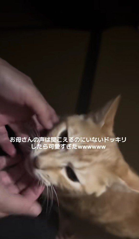 なでられる猫