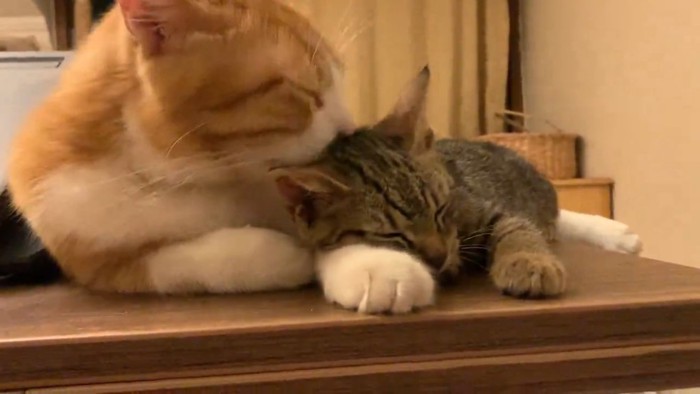 子猫の頭をなめる成猫