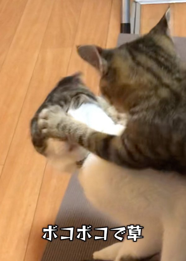目を閉じる猫