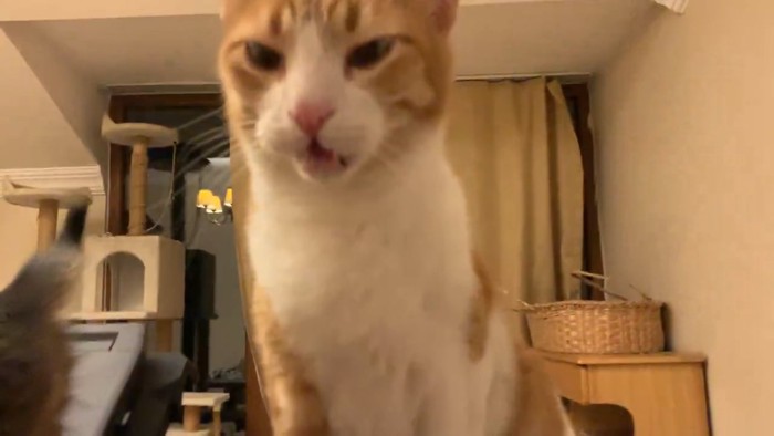 座って口を開ける猫