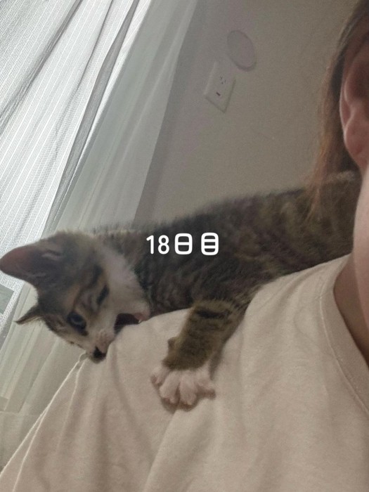 人の肩を噛む子猫