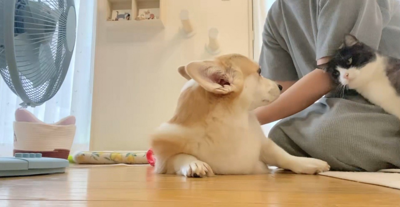 なでられる犬と顔を出す猫
