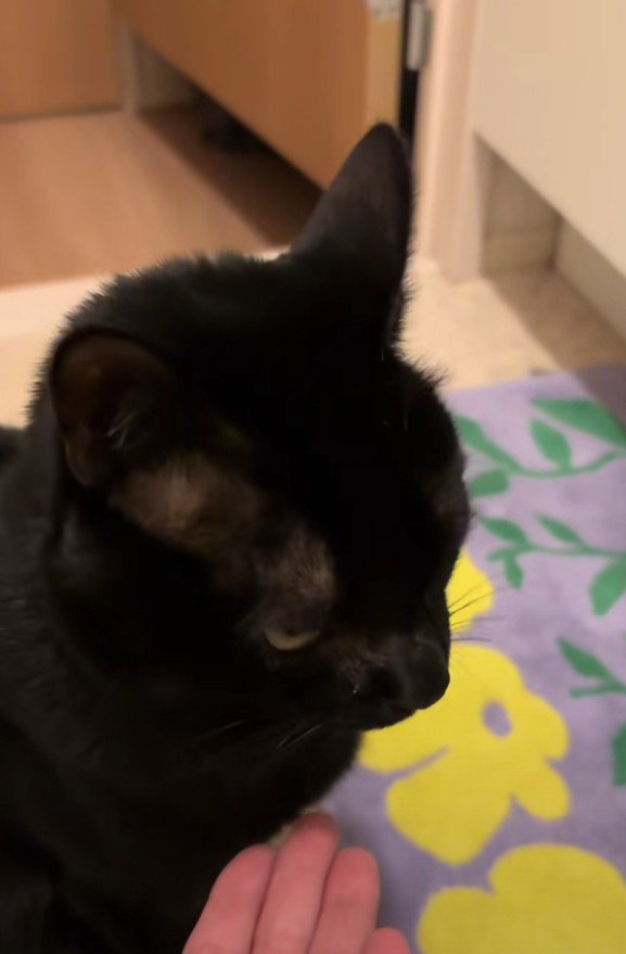 手のひらと虎徹くん