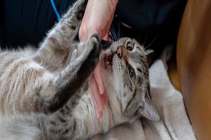 飼い主の手を噛む猫