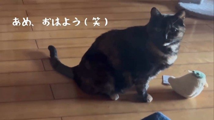 座って横を向く猫