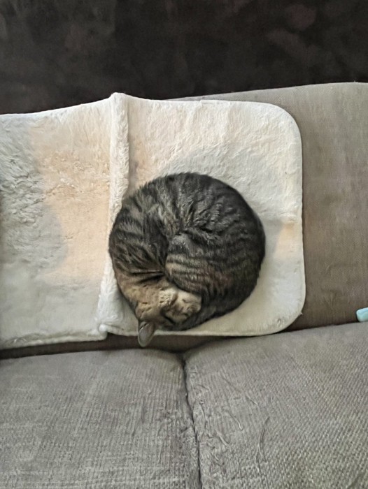 毛布の上で丸まって眠る猫