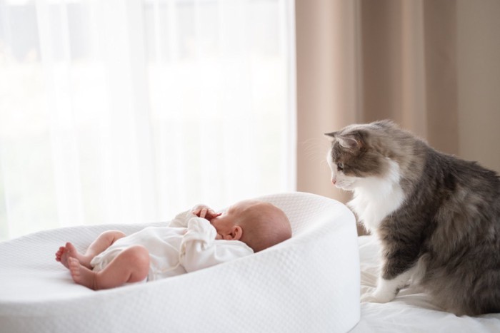 寝ている赤ちゃんを見守る猫