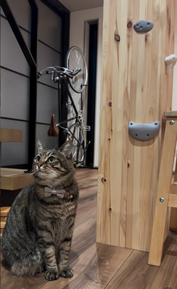 ボルダリングと猫