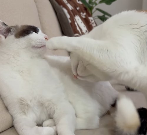 頭を低くして猫パンチをする右の猫