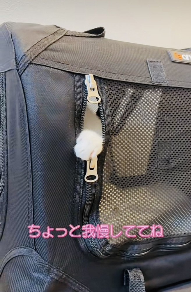 猫用キャリーから手を出す子猫