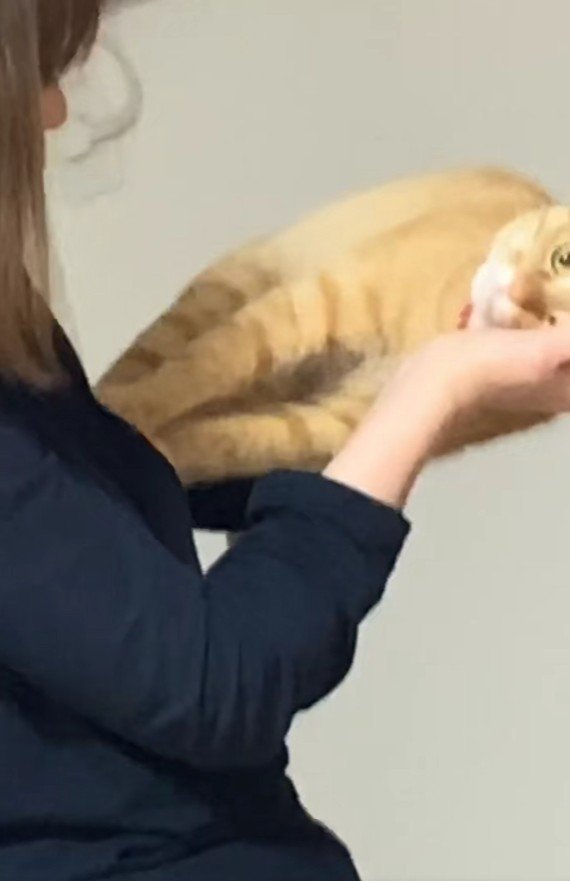 横向きに抱っこされている猫