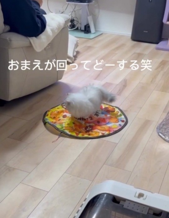 自動猫じゃらしの上で回るミヌエットの姿にツッコミを入れる飼い主