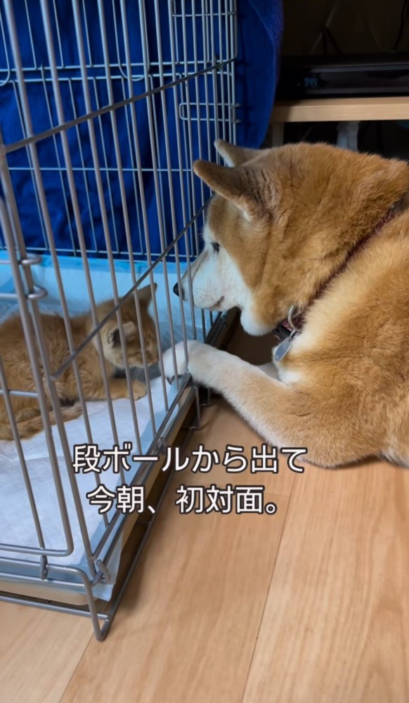 ケージ越しに柴犬の前足のにおいを嗅ぐ子猫