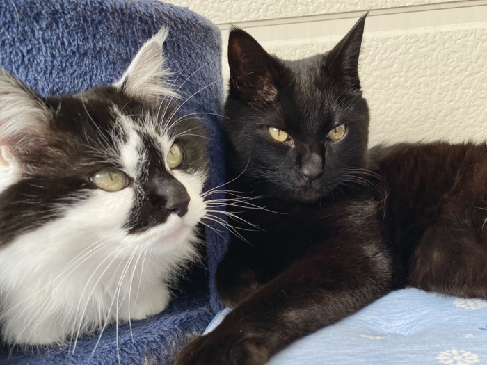 ハウスに入る猫と隣にいる猫