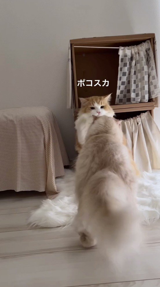 先輩猫に優しくパンチする後輩猫