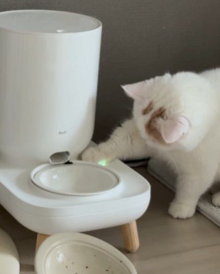 自動給餌器のボタンを押す猫