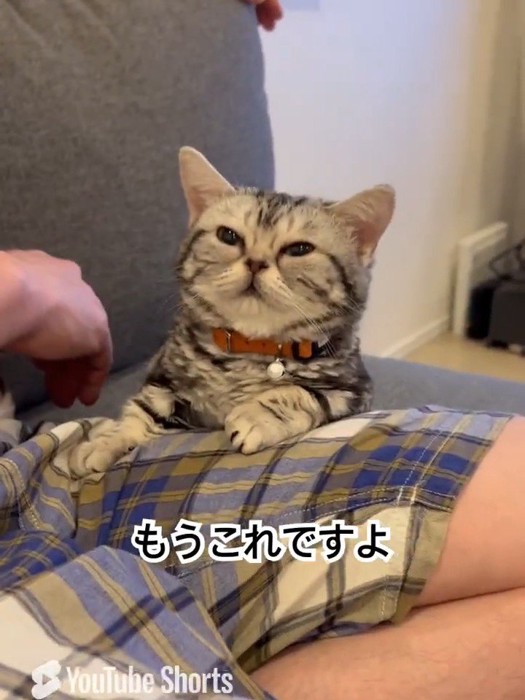 人に寄り添う猫