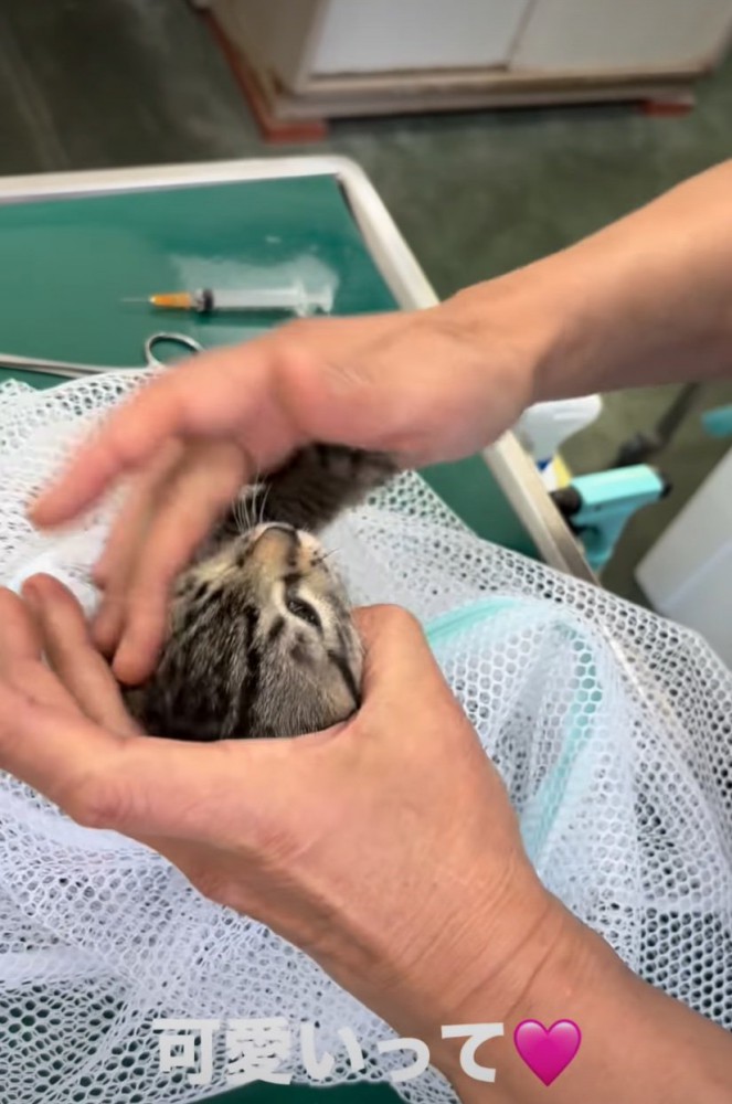 撫でられる子猫