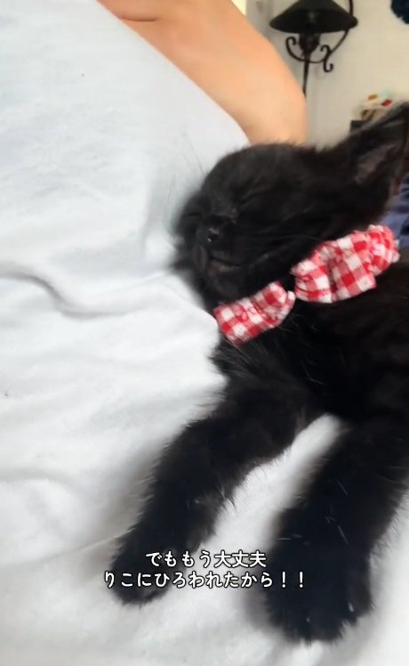 お腹の上で寝ている黒猫のアップ