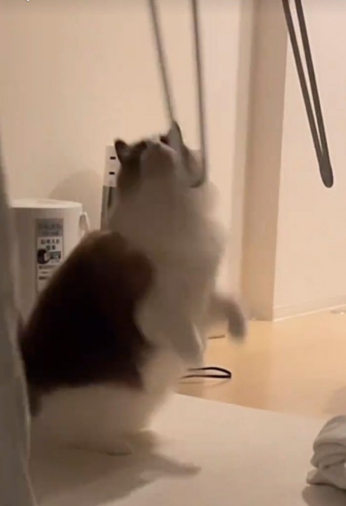 立ち上がろうとする猫